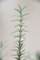 Rosemary leaves spice wet green leaves with water droplets on a blurred garden background. Focus concept. Space for text. Floral