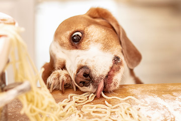 Cute beagle with food in the kitchen.