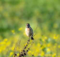 bird on grass