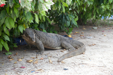  Komodo dragon