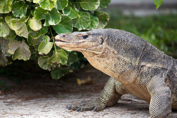 Obraz premium Komodo dragon