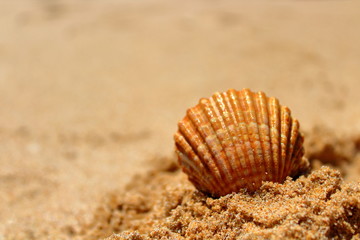 shell on the beach