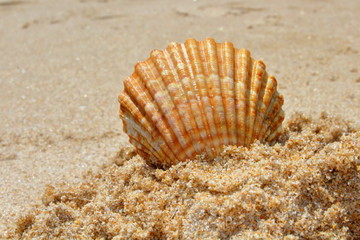 shell on the beach