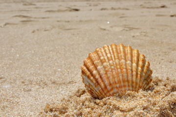 shell on the beach