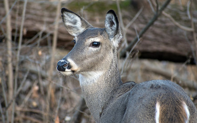 Side profile of a deer.