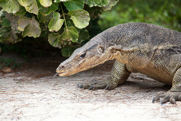  Komodo dragon