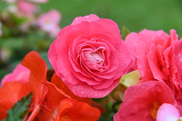 Beautiful Pink Rose