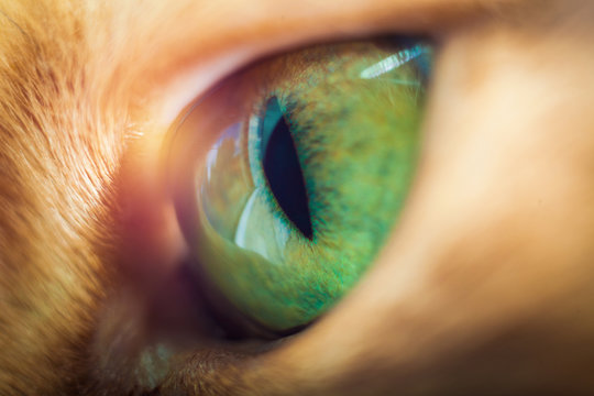 Very close photo of a healthy adult cat eye