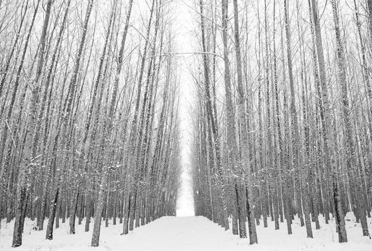 Original black and white photo of a path through a grove of barren Poplar trees in winter 