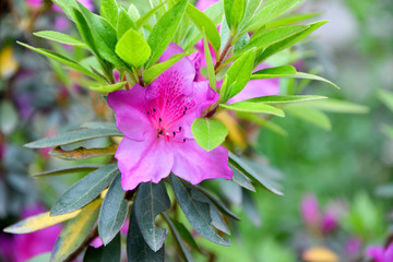  beautiful rhododendron flowers in the garden 