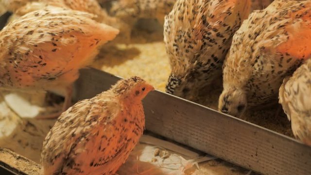 Quail chicks in a cage on the farm