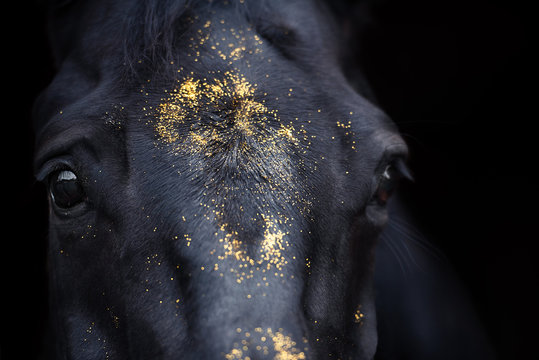 Detail eines mit goldendem Glitzer beklebten dunkeln Pferdes