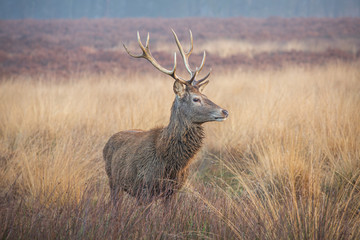 Portrait of majestic red deer stag.