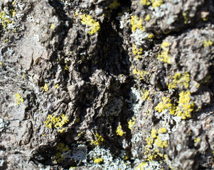Close up of bark on a tree.