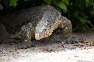  Komodo dragon