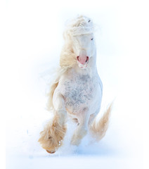 White irish cob with long mane and tail running in snow face view