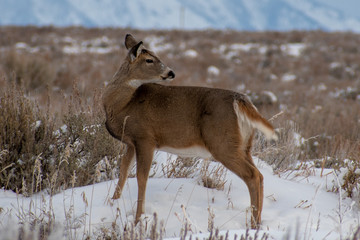 Obraz premium Mule Deer in Winter