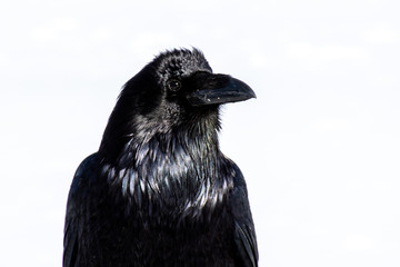 Raven on White Background
