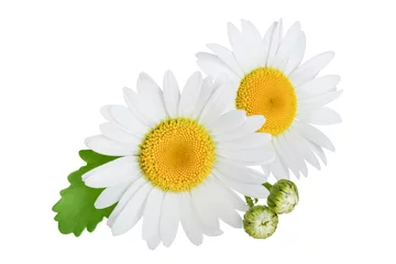 Fototapete Blumen eine Kamille oder Gänseblümchen mit Blättern auf weißem Hintergrund