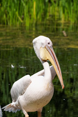 One pelican at the pond