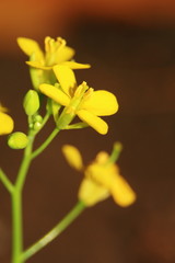 flor amarilla macro