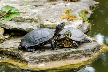 Obraz premium Two red-eared sliders next to a pond
