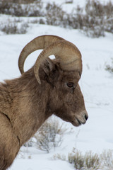 Profile of a Young Ram