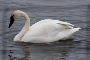 Trumpeter Swan in Cold Water