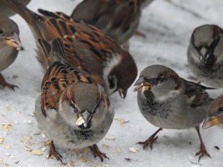 sparrows feeding on oats in winter