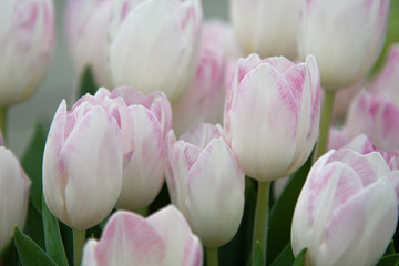 Fototapeta premium Close up of field of white tulips with pink shades.