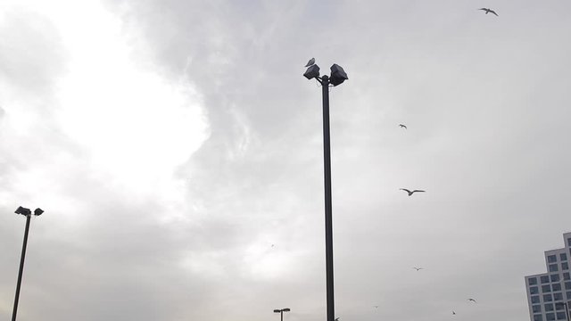 Seagulls flying in the sky of the city over cast clouds