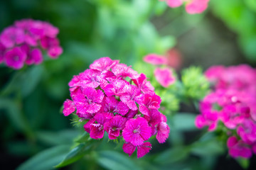 The background image of the colorful flowers