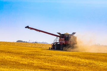 A large combine harvester is seen at work in a cornfield, with yellow dust flying behind moving machine, beneath a blue sky in Alberta, Canada