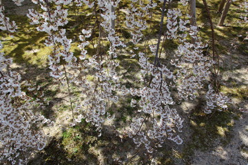 Obraz premium 枝垂桜