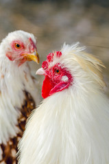 Close-up portrait of a rooster on a chicken farm