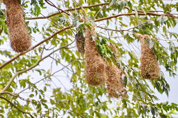 Montezuma Oropendola bird nests, one of Costa Rica's most iconic bird species