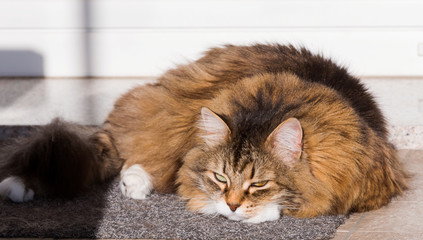 Wonderful long haired cat of siberian breed