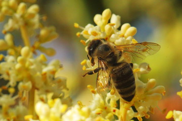 flor blanca abeja polen