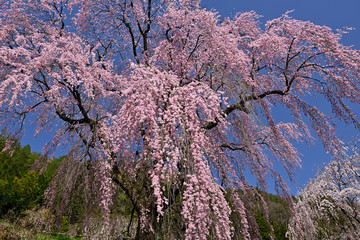 春空に咲く満開のしだれ桜