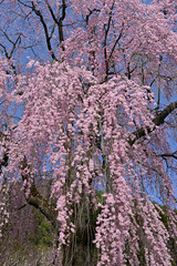 春空に咲く満開のしだれ桜