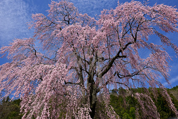 春空に咲く満開のしだれ桜