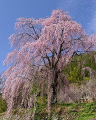 春空に咲く満開のしだれ桜