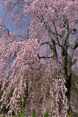 春空に咲く満開のしだれ桜