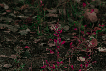 Close up red flowers on the ground