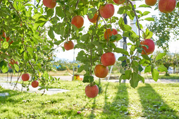 apples trees in farm of fukushima japan
