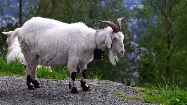 Mountain goat in Floyen mountain in Bergen. Norwegian traditional village life. Scenic hike and Floibanen funicular railcar ride sightseeing. Norway in summer. 