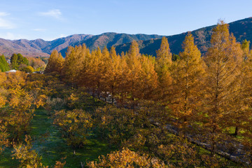 Dawn Redwood Lined Road, Beautiful Warm Autumn Morning in Shiga