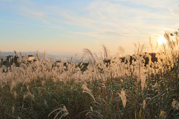 Fototapeta premium Sunset over Tall Grass in Hills Hiking Trail of Shiga, Japan