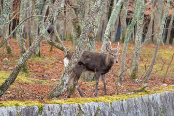 Young stag deer in woodland autumn scene 