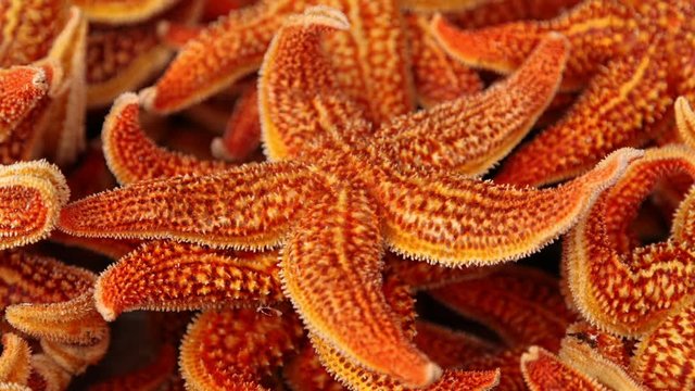Starfish are marine invertebrates, this is an underwater fantasy cinemagraph, loopable